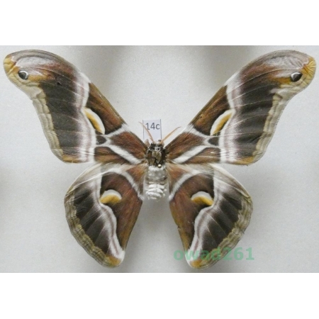 Samia cynthia (Drury, 1773) male ex. ovo India 105mm14c